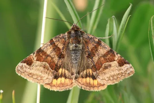 Burnet Companion - photo 5