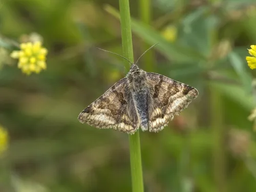 Burnet Companion - photo 6