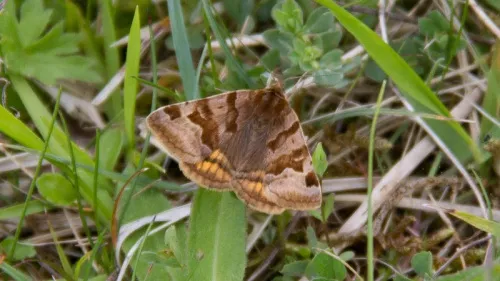 Burnet Companion - photo 7