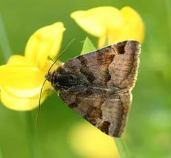 Burnet Companion - photo 8