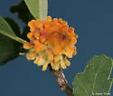 Coral Gall Wasp