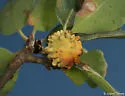 Coral Gall Wasp - photo 2