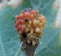 Coral Gall Wasp - photo 3