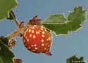 Beaked Twig Gall Wasp