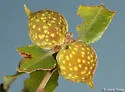 Beaked Twig Gall Wasp - photo 2