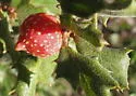 Beaked Twig Gall Wasp - photo 3