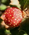 Beaked Twig Gall Wasp - photo 4