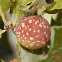 Beaked Twig Gall Wasp - photo 5