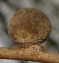 Round-Gall Wasp