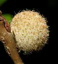 Round-Gall Wasp - photo 2