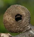 Round-Gall Wasp - photo 3