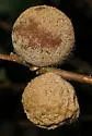 Round-Gall Wasp - photo 4