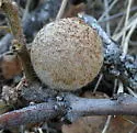 Round-Gall Wasp - photo 5