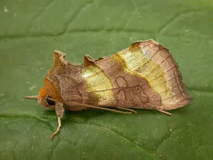Burnished Brass