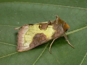 Burnished Brass - photo 2