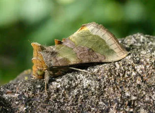 Burnished Brass - photo 3