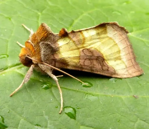 Burnished Brass - photo 4