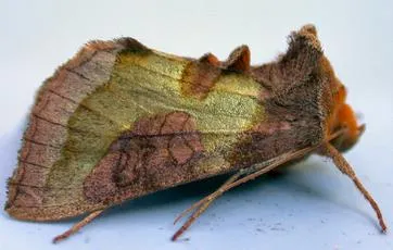 Burnished Brass - photo 5