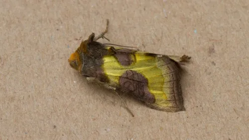 Burnished Brass - photo 6