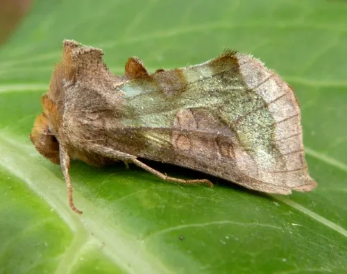 Burnished Brass - photo 7