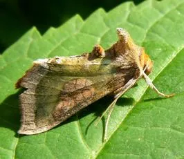 Burnished Brass - photo 8