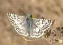 White Checkered-Skipper - Hodges#3967