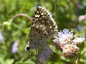 White Checkered-Skipper - Hodges#3967 - photo 2