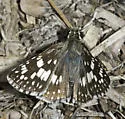 White Checkered-Skipper - Hodges#3967 - photo 3