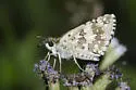White Checkered-Skipper - Hodges#3967 - photo 4