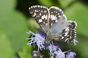 White Checkered-Skipper - Hodges#3967 - photo 5