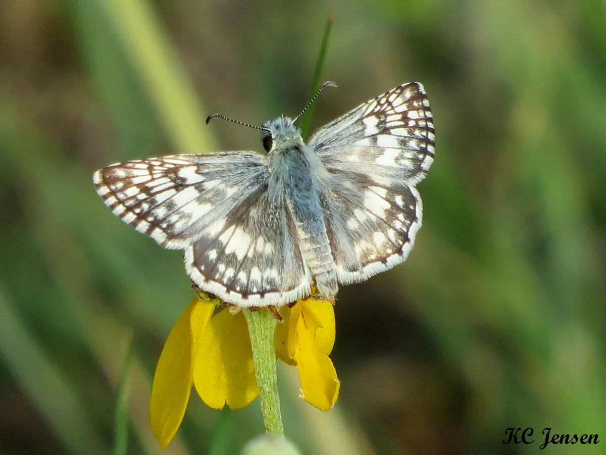 Common Checkered-Skipper - photo 3