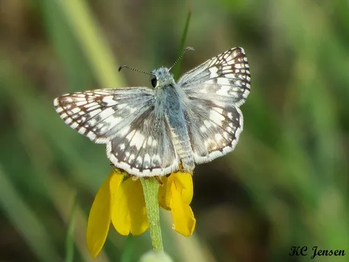 Common Checkered-Skipper - photo 4
