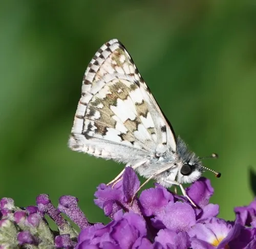 Common Checkered-Skipper - photo 5