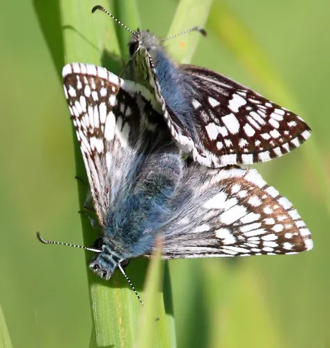 Common Checkered-Skipper - photo 6