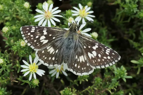 Common Checkered-Skipper - photo 7