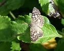 Tropical Checkered-Skipper - Hodges#3968