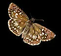 Tropical Checkered-Skipper - Hodges#3968 - photo 2