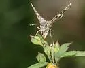 Tropical Checkered-Skipper - Hodges#3968 - photo 3