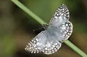 Tropical Checkered-Skipper - Hodges#3968 - photo 4
