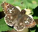 Tropical Checkered-Skipper - Hodges#3968 - photo 5