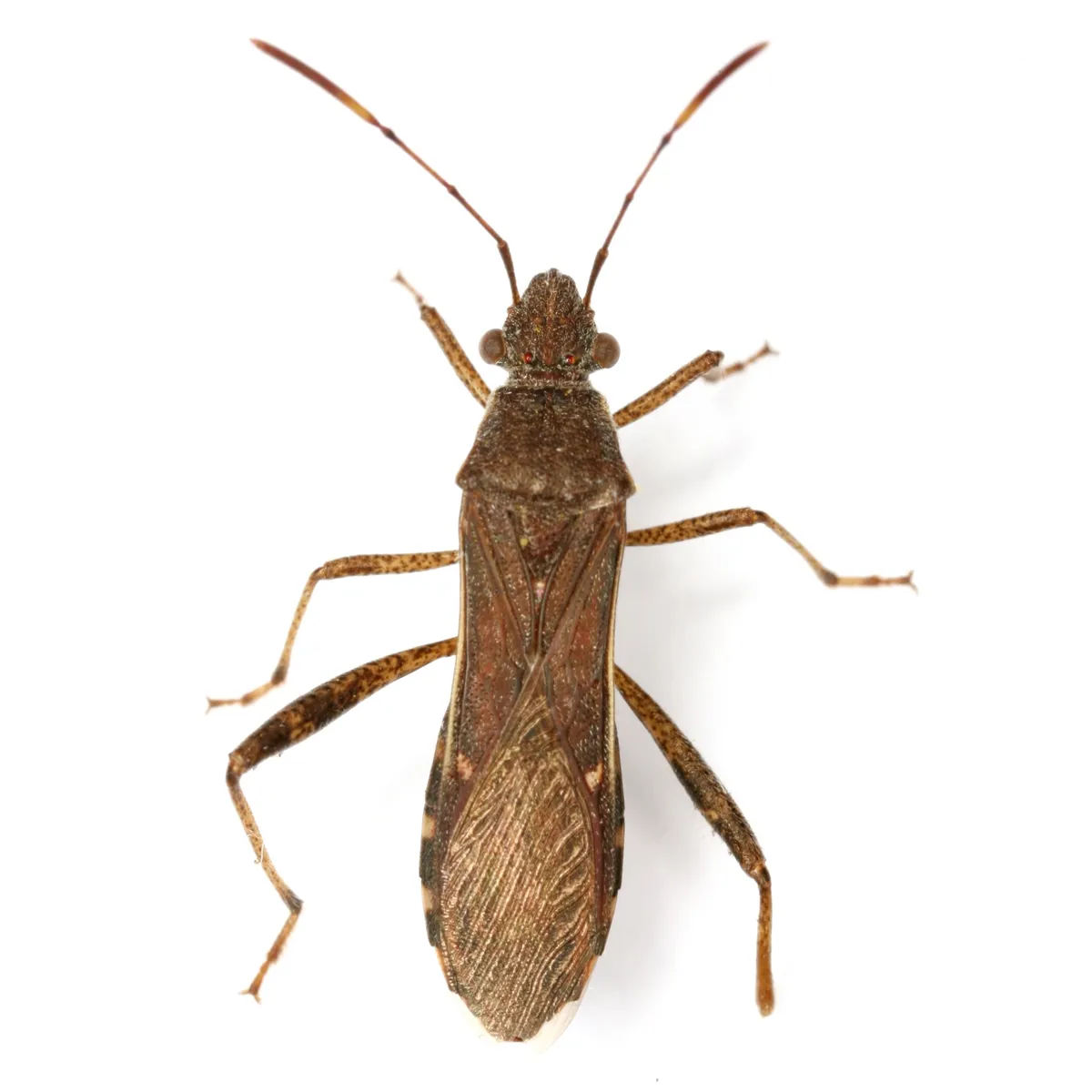 Burtinus notatipennis - photo 2