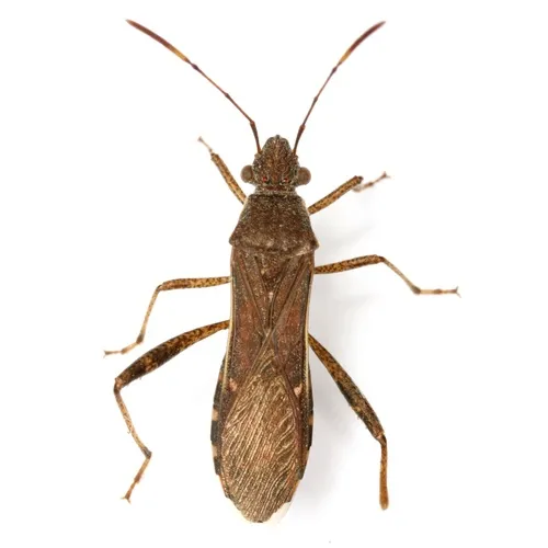 Burtinus notatipennis - photo 3