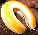 Buzonium crassipes