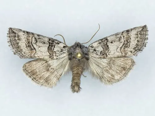 Bycombia verdugoensis - Hodges#6250