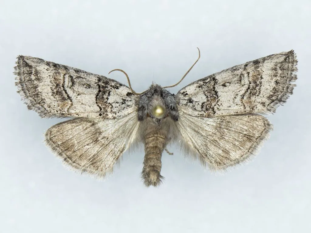 Bycombia verdugoensis - Hodges#6250 - photo 2