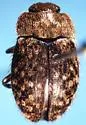 Bycrea villosa - Bycrea villosa
