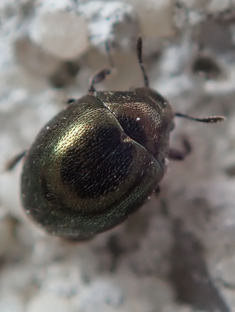 Pill Beetles - photo 2