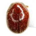 Byrrhodes facilis