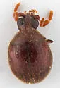 Byrrhodes granus