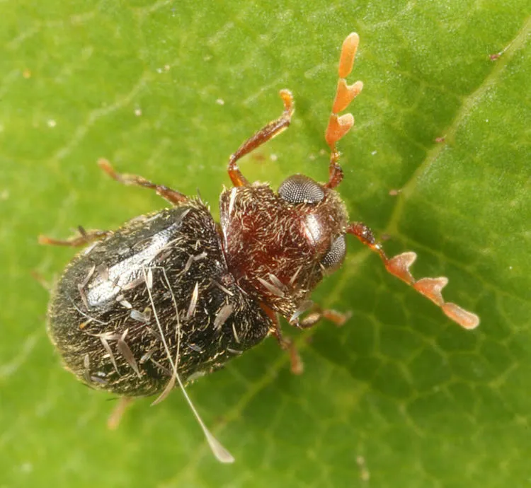Byrrhodes incomptus - photo 2